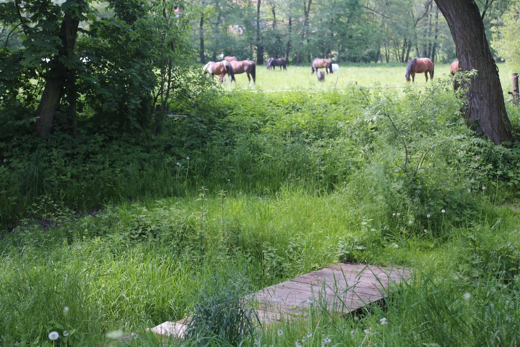 Gospodarstwo Agroturystyczne Stary Mlyn Wilczkowice Michalowice  Exterior foto
